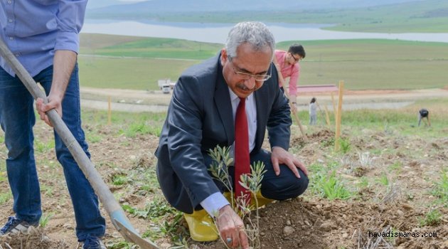 101 ZEYTİN FİDANI DİKİLDİ..