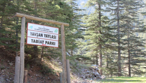 CELALETTİN GÜVENÇ, YAVŞAN YAYLASINA EL ATTI..