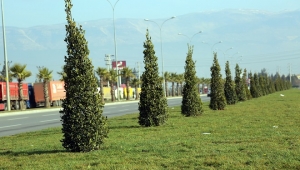 BÜYÜKŞEHİR’DEN 2 AYDA 5 BİN AĞAÇ..