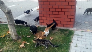 BÜYÜKŞEHİR SOKAK HAYVANLARINI DA UNUTMADI