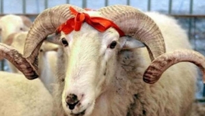 ONİKİŞUBAT BELEDİYESİ KURBAN KESİM YERLERİNİ AÇIKLADI..