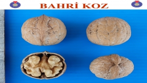 2 Yeni Ceviz Çeşidine Daha Patent Aldık