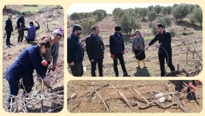 Pazarcık İlçesi Kurutmalık Kuru Üzümde İddialı