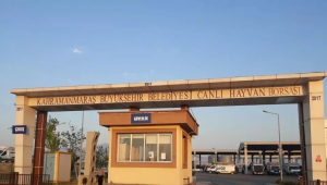 Canlı Hayvan Borsası Kurban Bayramı’na hazır