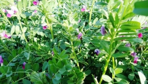 Hayvancılığımızın ihtiyacı olan kaliteli kaba yem açığının kapatılmasına katkı sağlayacak 