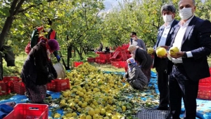 Kahramanmaraş’ta ayva hasadı başladı..