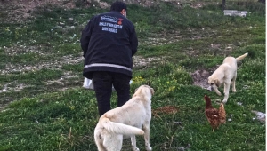 Sokaktaki Canlar Unutulmadı..