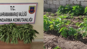 Evinin bahçesinde kenevir yetiştirdi