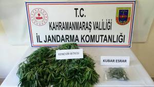 Evinin çatısında kenevir yetiştirdi jandarmadan kaçamadı
