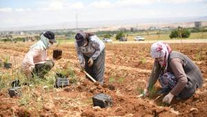Türkiye’nin en büyük lavanta vadisine 15 bin fide daha dikildi