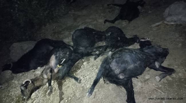 Kahramanmaraş´ta yıldırım düşmesi sonucu 45 keçi telef oldu 
