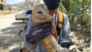  Direkte Mahsur Kalan Peçeli Baykuş’u AKEDAŞ Ekipleri Kurtardı..