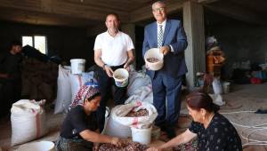 Kervancıoğlu Kahramanmaraşta Fıstık Hasadına Katıldı