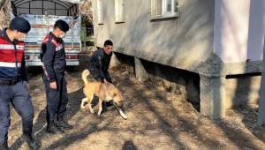 Köpek dövüşçülerini HAYDİ ekipleri yakaladı..