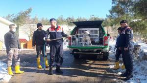 Kahramanmaraş’ta başıboş pitbula el konuldu..