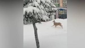 Nurhak’ta aç kalan dağ keçisi şehir merkezine indi ..