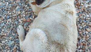 Sosyal medyadaki tepkiler üzerine çalınan köpek bulundu