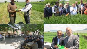 Buğdayda Süne İle Biyolojik Mücadele Kapsamında Parazitoid Salımı Gerçekleştirildi