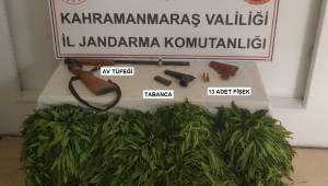 Kahramanmaraş’ta cezaevi firarisi kenevir yetiştirirken yakalandı