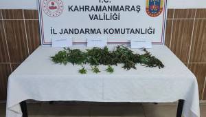 Bahçesinde kenevir yetiştirdi yakalandı