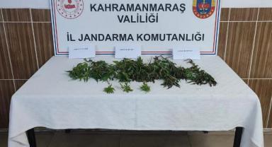 Kahramanmaraş’ta evinde kenevir yetiştirdi yakalandı