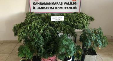 Pazarcık’ta evlerinde kenevir yetiştiren 2 kişi yakalandı