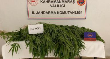 Elbistan’da evinde kenevir yetiştirdi gözaltına alındı