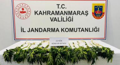 Evinin bahçesinde kenevir yetiştirdi yakalandı