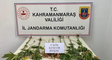 Evinin bahçesinde kenevir yetiştiren şahıs yakalandı..