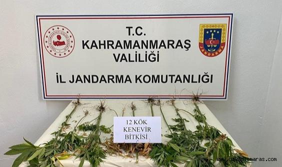 Evinin bahçesinde kenevir yetiştiren şahıs yakalandı..