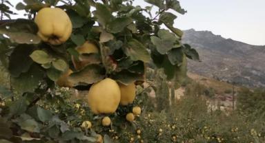 Kahramanmaraş’ta ayva hasadına başlandı