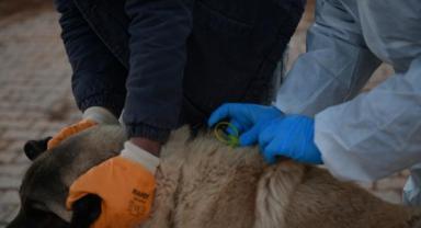 Veteriner Hekim Akın, “Bölgemizde Bulunan Sokak Hayvanı Yoğunluğundan Dolayı Hizmetlerimizi Daha Hızlı Yürütmek İçin Ekibimizi Kurduk” 