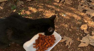 Kahramanmaraş’ta cami kubbesinde mahsur kalan kedi kurtarıldı