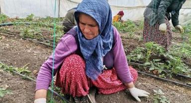 Deprem bölgesinde serada salatalık hasadı başladı..