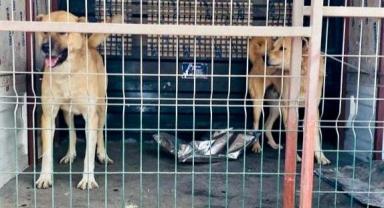 Köpek dövüştürücülerine rekor ceza..