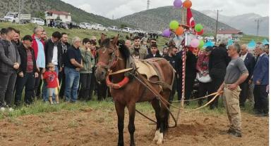 Dağıstanlılar kara sabanla öküz koştu..