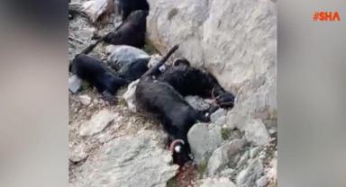 Yıldırım Düşmesi Sonucu Çoban Hayatını Kaybetti..