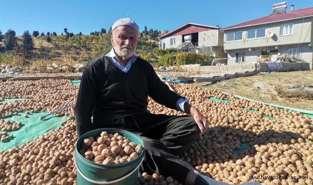 Kahramanmaraş’ta coğrafi tescilli ceviz ihracatı başladı..