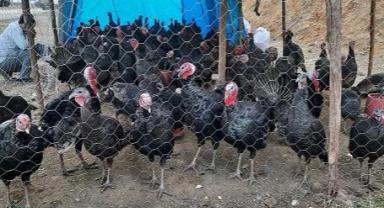 Kahramanmaraş’ta Yılbaşı Hindileri Satışa Çıktı