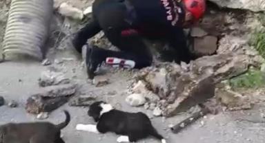 Su Giderine Sıkışan Köpek Yavruları Kurtarıldı..