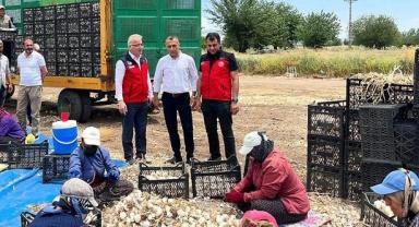 Kahramanmaraş’ta sarımsak hasadı başladı..