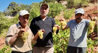 Coğrafi İşaretli Gabarcık Üzümünde Hasat zamanı..