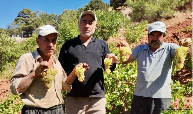 Coğrafi İşaretli Gabarcık Üzümünde Hasat zamanı..