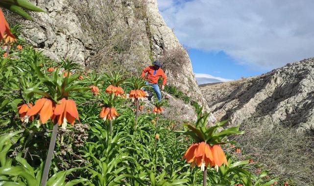 Kahramanmaraş’ta ters laleler doğaseverleri büyülüyor 