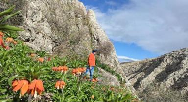 Kahramanmaraş’ta ters laleler doğaseverleri büyülüyor 