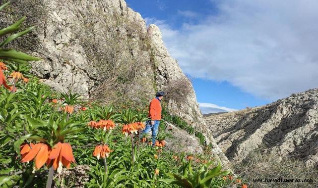 Kahramanmaraş’ta ters laleler doğaseverleri büyülüyor