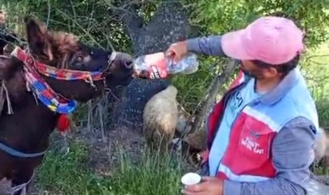 Kahramanmaraş’ta ‘Vefalı Güllü’ Sosyal Medyanın Gözdesi Oldu..