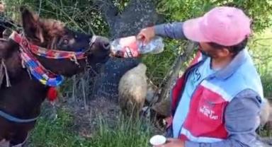 Kahramanmaraş’ta ‘Vefalı Güllü’ Sosyal Medyanın Gözdesi Oldu..
