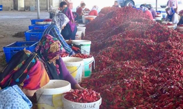 Kahramanmaraş’ta 50 bin ton yaş biberden 12 bin 500 ton pul biber bekleniyor 