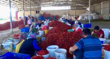 Kahramanmaraş’ta 50 bin ton yaş biberden 12 bin 500 ton pul biber bekleniyor 